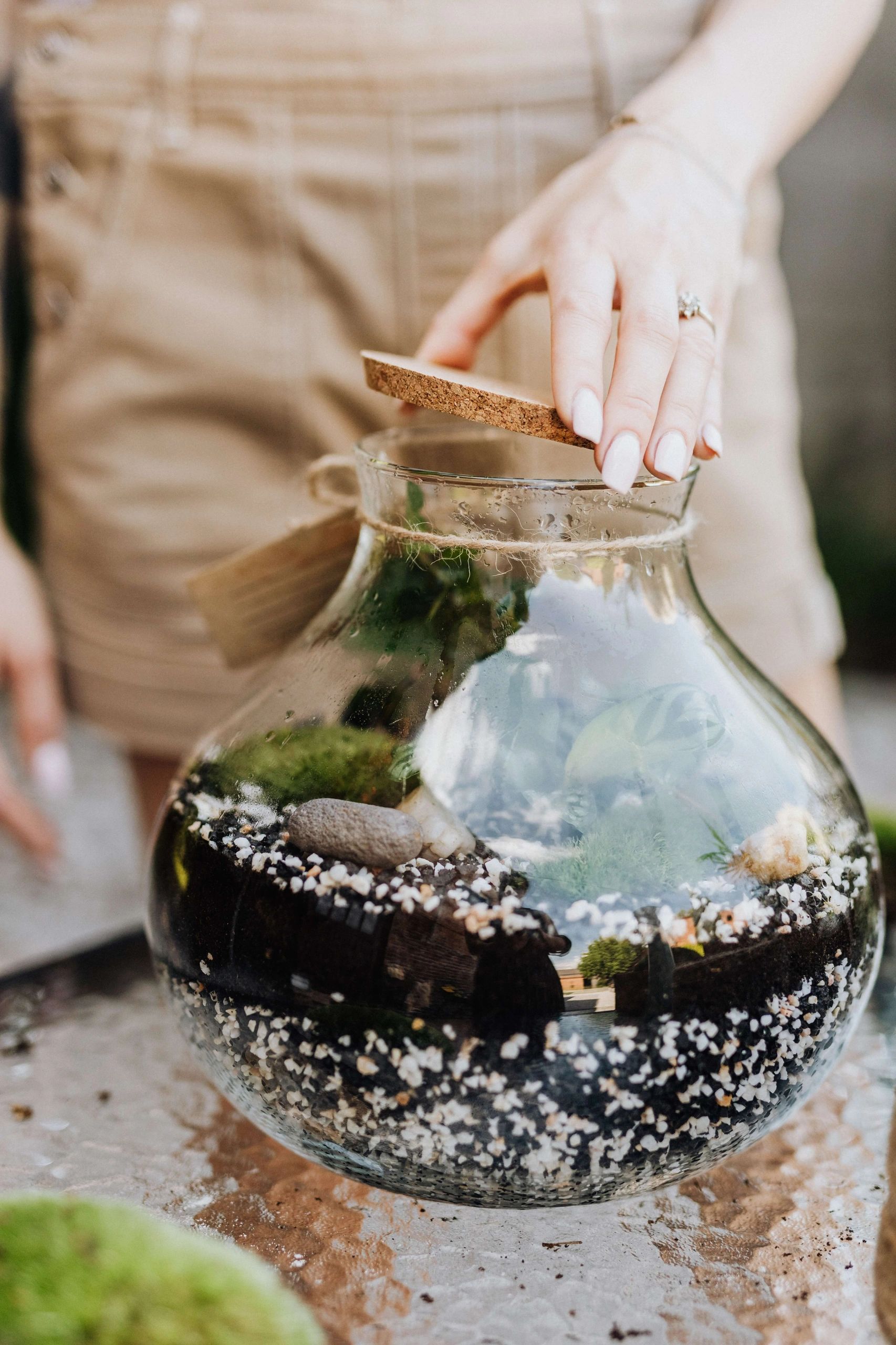 Top 8 tips to look after terrarium plants